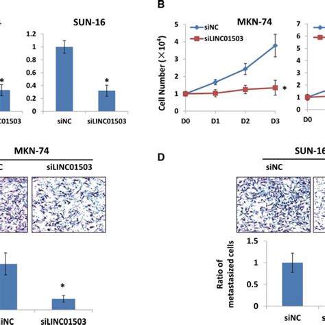 Silencing Of Linc Inhibits Proliferation And Invasion Of Gastric