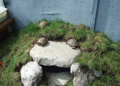 The Russian Tortoise Care Guide (2022)