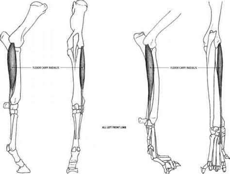 Pectoralis profundus Pectoralis minor Dog And Feline - Animal Anatomy ...