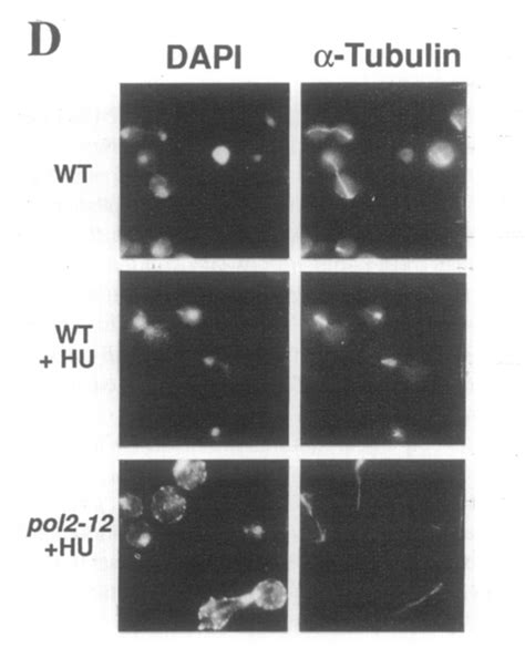 The S Phase Checkpoint Is Deficient in Dun pol2 Mutants (A) HU survival... | Download Scientific ...