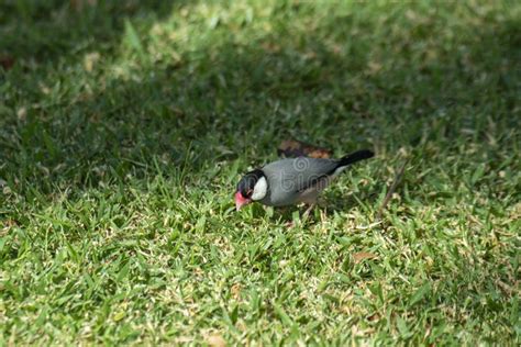 Adult Java Sparrow Foraging For Food On The Ground Stock Image Image