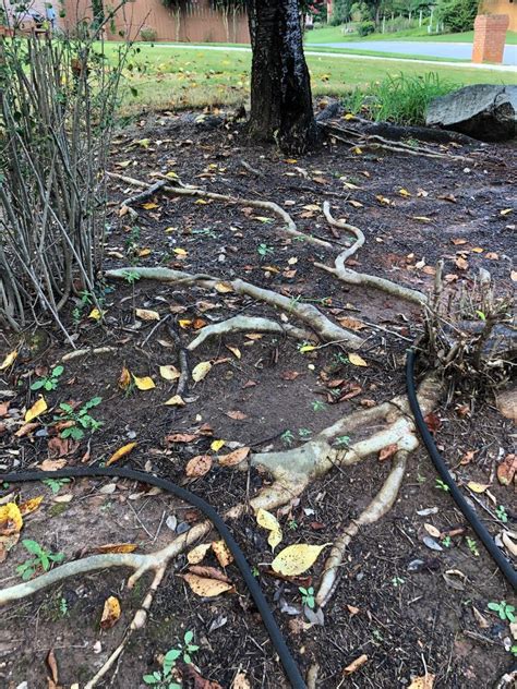 Surface Roots Under A Cherry Tree Walter Reeves The Georgia Gardener