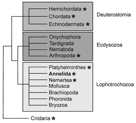 Ciri Ciri Platyhelminthes 1