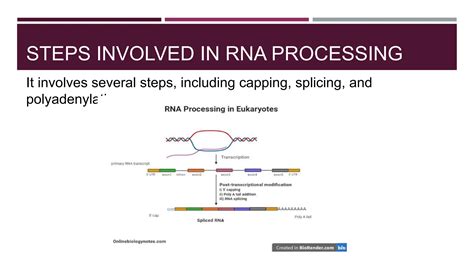 Rna Processing In Prokaryotes And Eukaryotes Pptx