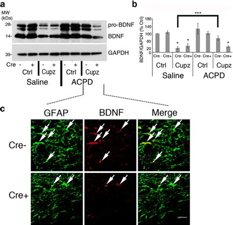 Astrocyte Derived Bdnf Supports Myelin Protein Synthesis After