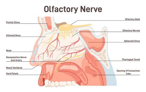 Olfactory Nerve Anatoy Human Nasal Cavity Structure Stock Vector