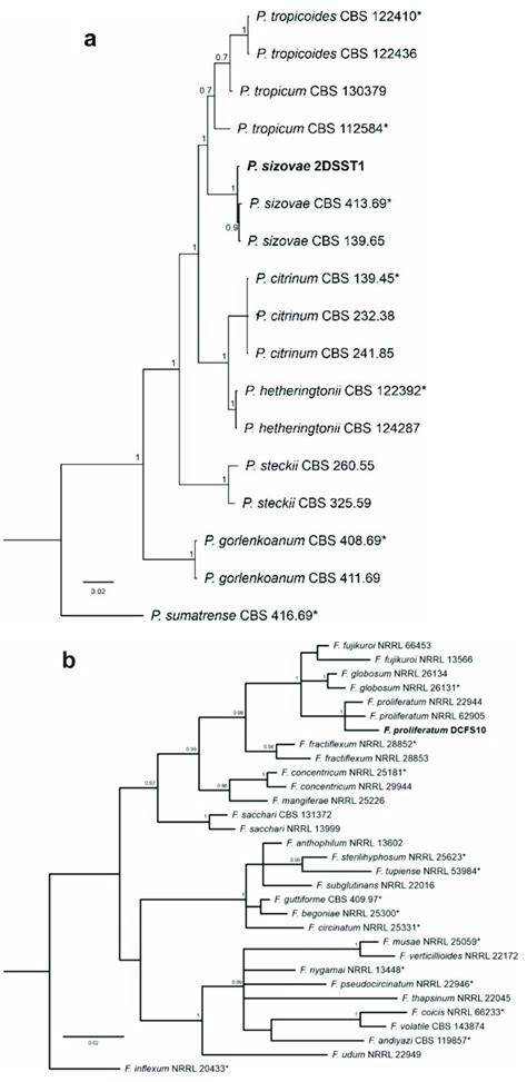 Bayesian Phylogenetic Tree Based On Concatenate Sequences A Its