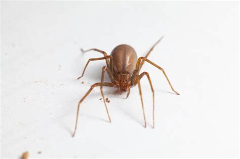 Premium Photo Female Brown Recluse Spider Poisonous Arachnid