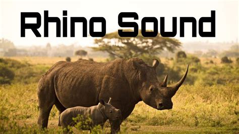 Rhino Sound Effect Hd 4k Youtube