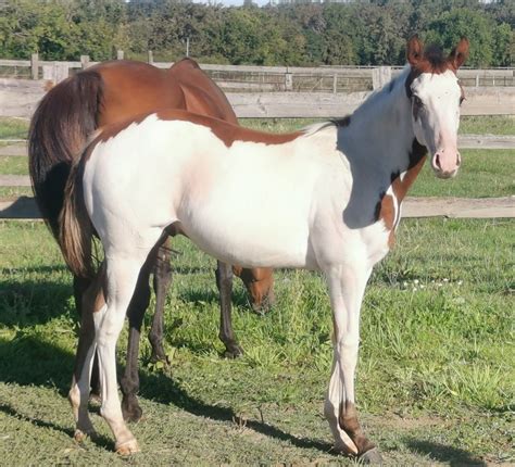 vends poulain Pie noi overo Cheval à vendre Petites annonces équestres