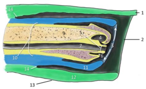 Gross Anatomy Ii Lab Quiz Flashcards Quizlet