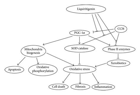 A Proposed Model On How Liquiritigenin Alleviates Ccl Induced Liver