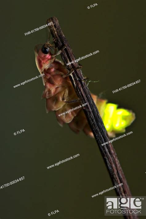 Common Glow-worm Lampyris noctiluca adult female, glowing, Stock Photo ...