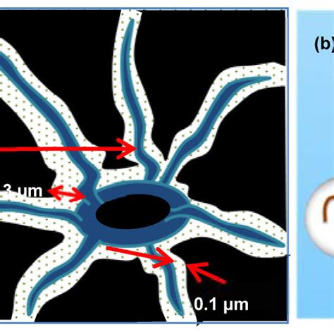 Illustrations Of A D Osteocyte Network In Lacunocanalicular