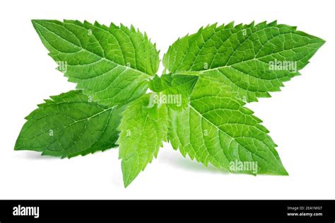 Fresh Raw Mint Leaves Isolated On White Background Stock Photo Alamy