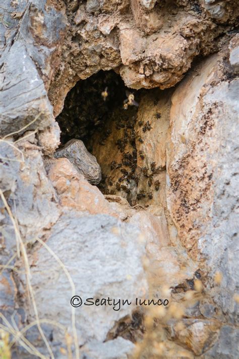 Buckskin Cliff Shadows Park - Sun Rose Las Vegas Hike Native Plants