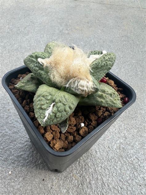 Ariocarpus Maroubo X Godzilla Hybrid Furniture Home Living