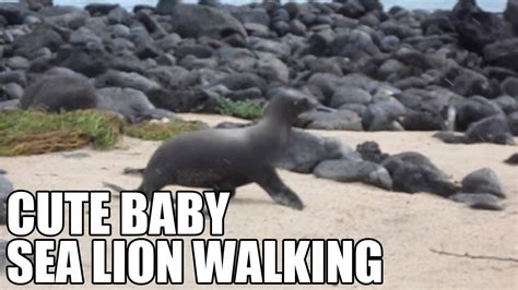 Cute Baby Sea Lion Walking Galapagos North Seymour Island Youtube