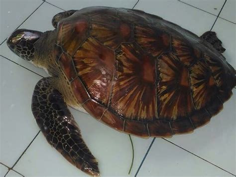 BALAI KSDA BALI Seekor Penyu Hijau Chelonia Mydas Dalam Kondisi Sakit