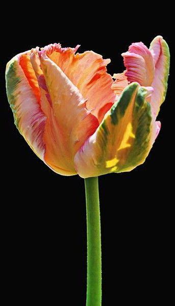 Pin By Ane Castro On Beautiful Tulips Flowers Photography