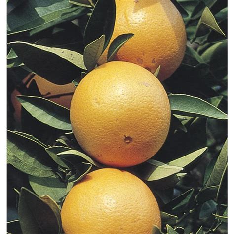 225 Gallon Navel Orange Tree L4419candm At