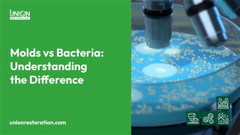 Molds Vs Bacteria Understanding The Difference