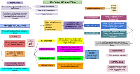 Sistema Tegumentario Mapa Conceptual Mientos 55880 Hot Sex Picture