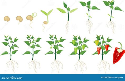 Pepper Growing Stage Stock Vector Image 70707863