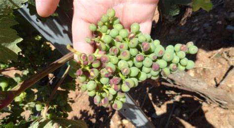 Una Granizada En La Noche De San Juan Da A Mil Hect Reas De Cultivo En