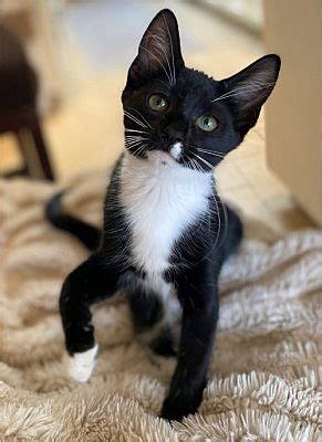 Phoenix Az Domestic Shorthair Meet Oreo Cookie A Pet For Adoption