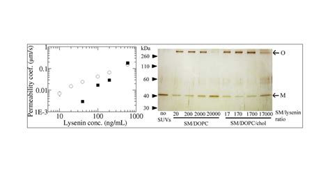 The Single Giant Unilamellar Vesicle Method Reveals Lysenin Induced Pore Formation In Lipid