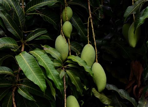 Mango Farming In Kenya A Comprehensive Guide To Sweet Success