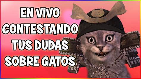 Preguntanos Sobre Tu Gato Ya Estamos En Vivo Siamcatchannel Youtube