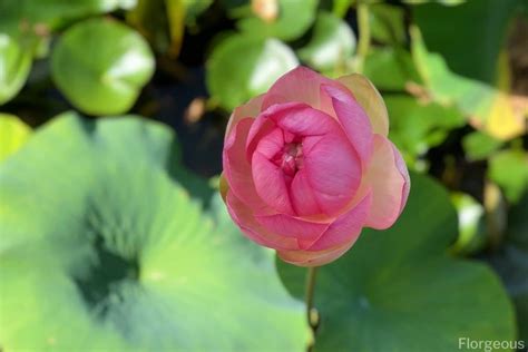 37 Different Types Of Lotus Flowers And How To Grow Florgeous