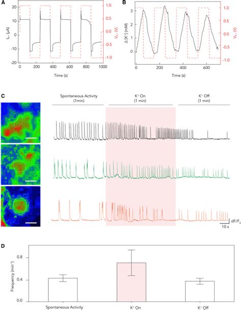 Modulation Of Neuronal Activity In Cortical Organoids With