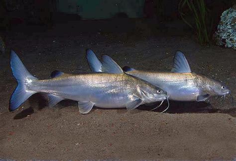 Hardhead Catfish A Field Guide To The Fishes Of Charlotte Harbor