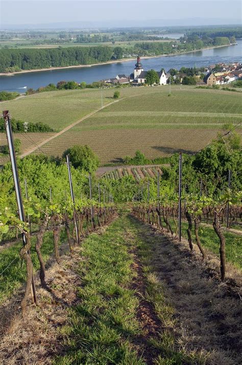 Weinberg Am Deutschen Rhein Tal Stockbild Bild Von Trauben Weinberg