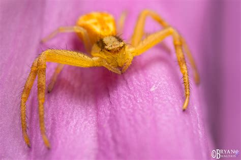 Crab Spider, Ft. Collins CO - Wildernessshots Photography