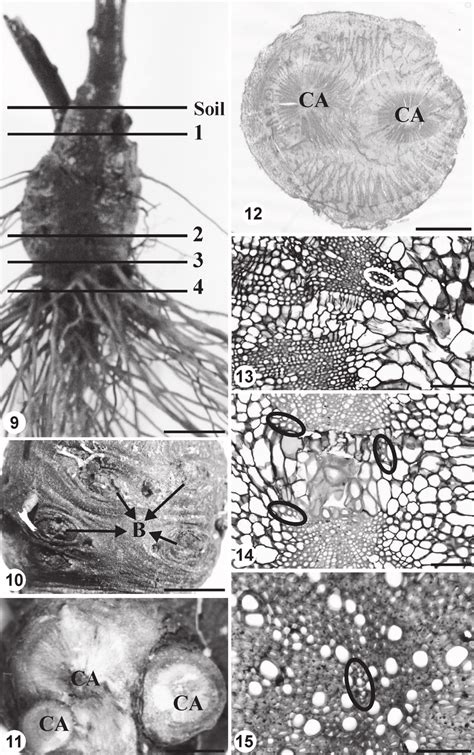 Pterocaulon Angustifolium Dc General View Of The Xylopodium And Its