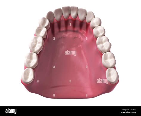 3d Rendered Illustration Lower Teeth Stock Photo Alamy