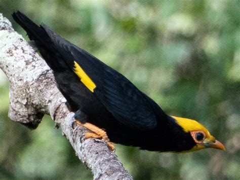 Golden Crested Myna Ebird