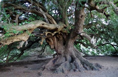 Olivastri Millenari Di Santo Baltolu Piantare Alberi Sardegna Paesaggi