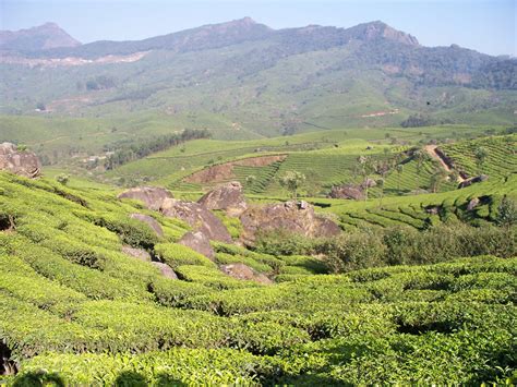 Munnar tea plantations - Red Hot Chilli Pepper