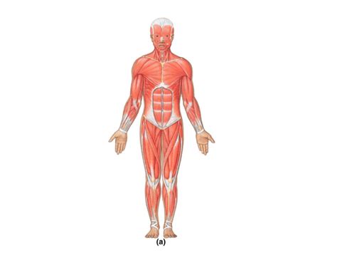 Skeletal Muscle Diagram Unlabeled