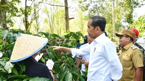 Jokowi Minta Produksi Kopi Ditingkatkan Dari 2 Ton Jadi 9 Ton Per