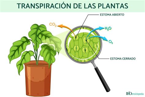 Transpiraci N De Las Plantas Qu Es Y Proceso Resumen