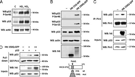 Ser Phosphorylation And Prolyl Isomerase Pin Mediated Isomerization