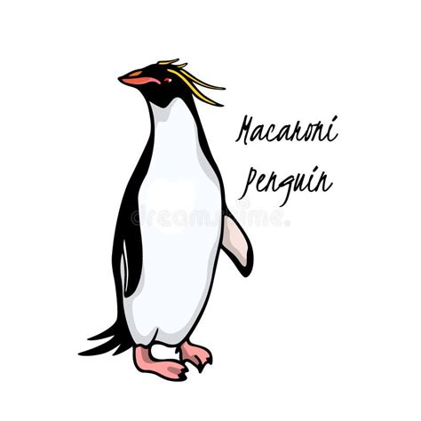 Macaroni Penguin Stock Illustrations – 112 Macaroni Penguin Stock