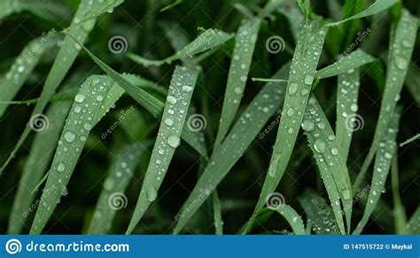 Hierba Fresca Verde En Los Descensos De La Textura Del Roc O Foto De