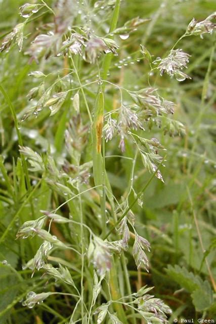 Smooth Meadow Grass Poa Pratensis Detail Biodiversity Maps